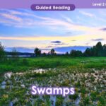 A picture of a swamp for VIPKid teaching resources.