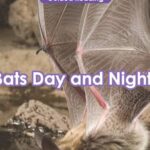 Bats teach day and night - teaching resources, K-12.