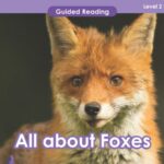 Guided reading for VIPKid teachers all about foxes.