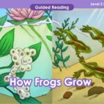 How frogs grow - VIPKid teacher.