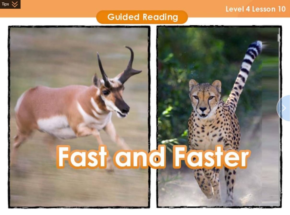 A picture of a cheetah and an antelope showcasing their incredible speed. Suitable for K-12 teachers looking for lesson plans on animal adaptations.