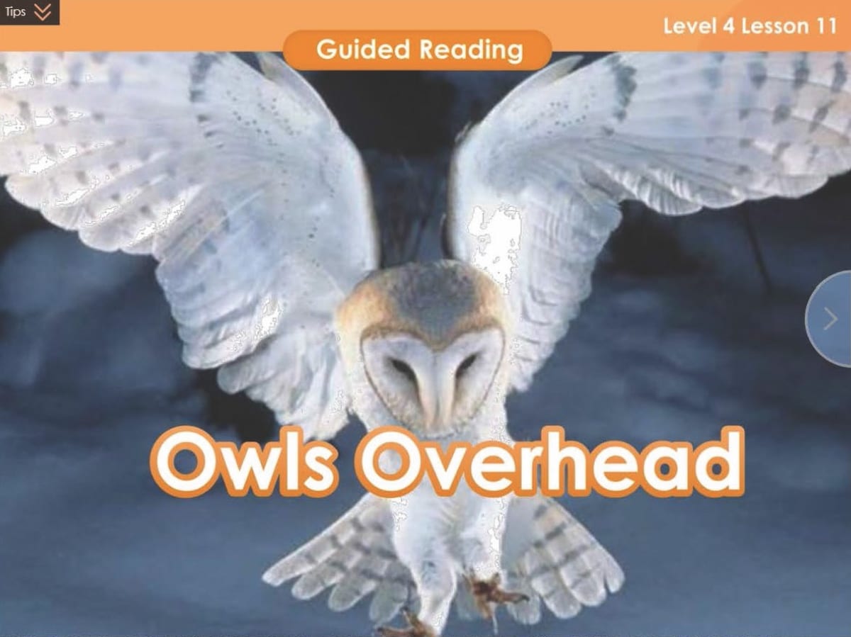 A VIPKid teacher uses this picture of an owl as a teaching resource for lessons about owls overhead.