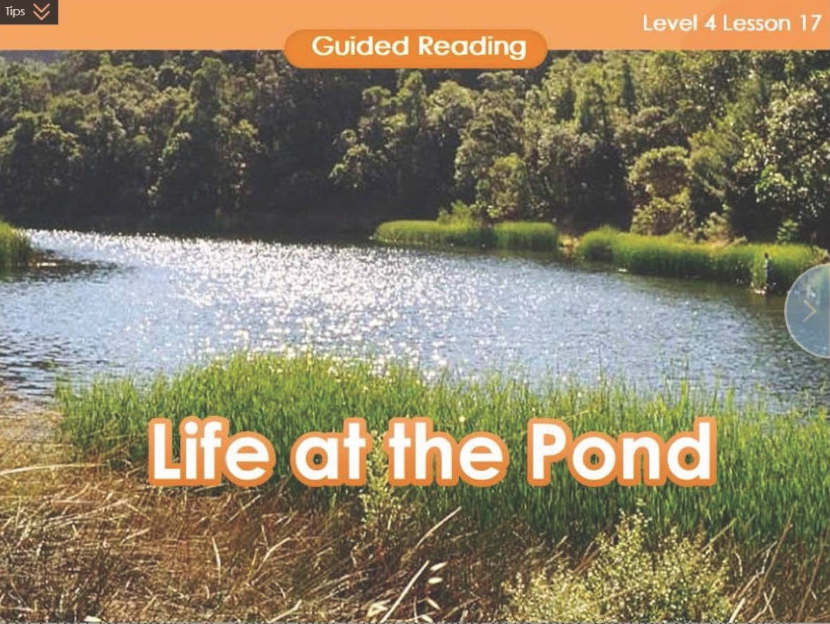 Life at the pond - teacher's K-12 teaching resources.