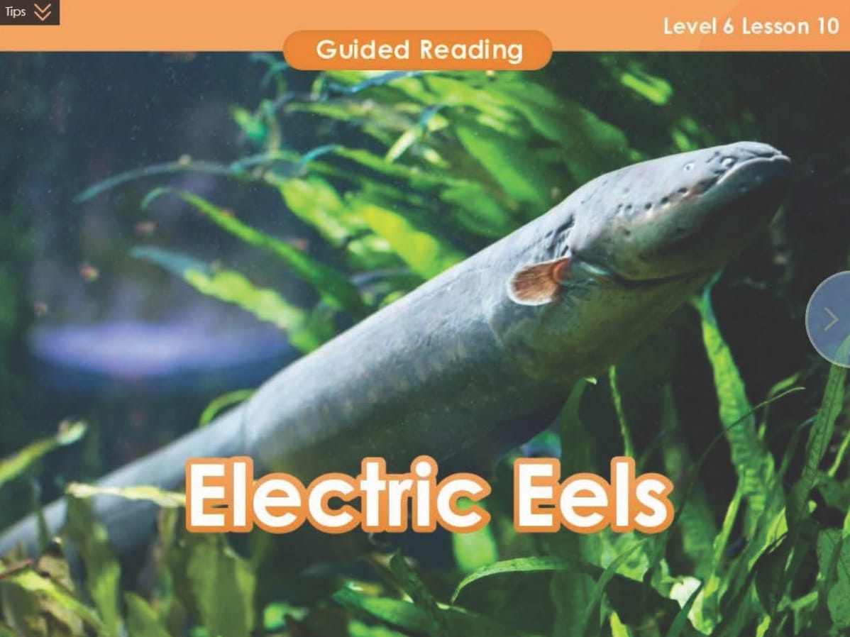 A VIPKid teacher snapped a picture of an electric eel.