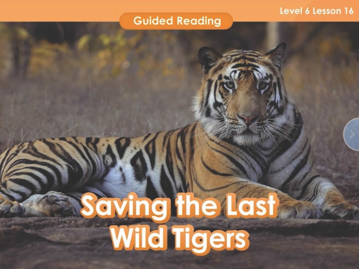 A picture of a tiger with the text saving the last wild tigers, suitable for K-12 lesson plans.