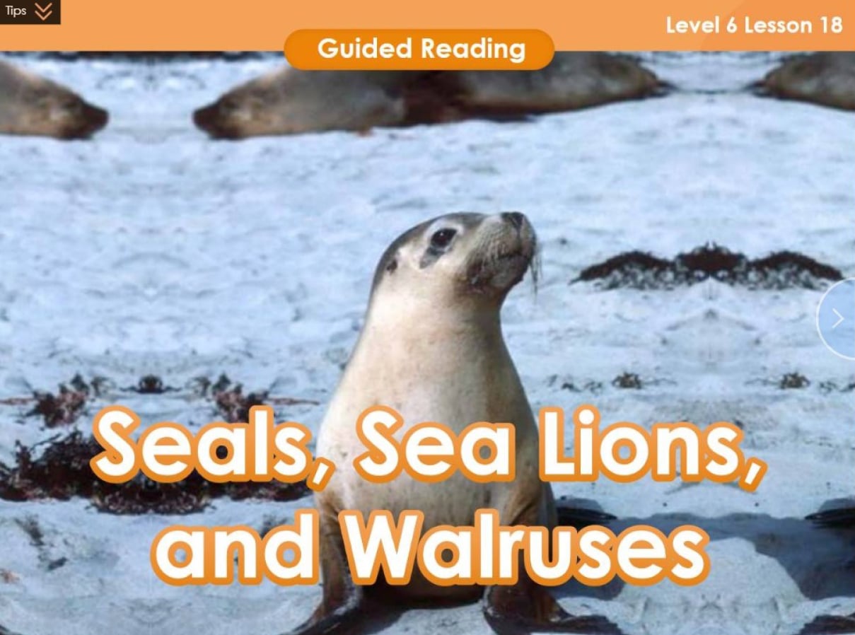 Seals, sea lions, and walruses are fascinating marine creatures that can be incorporated into K-12 teaching resources.