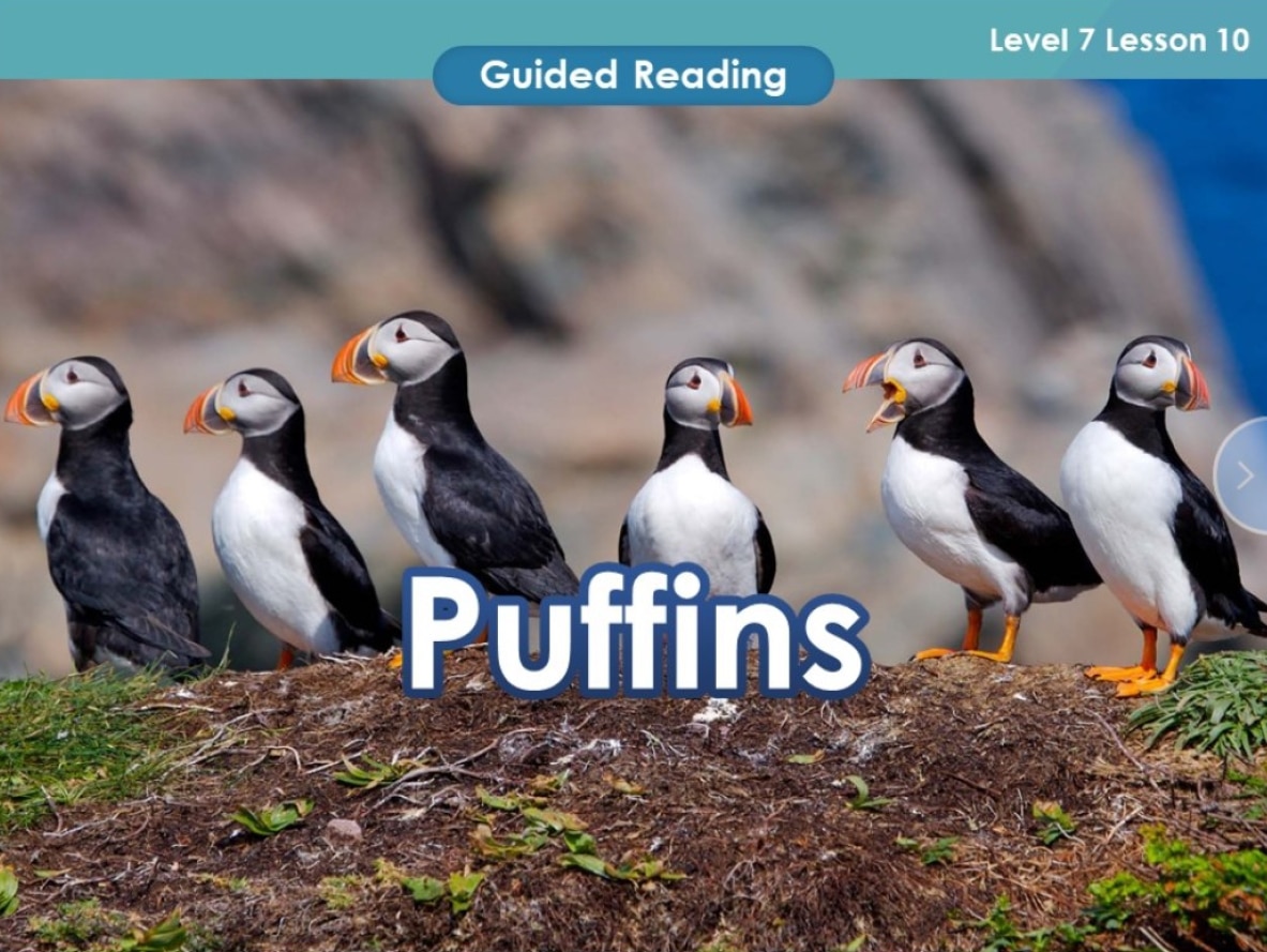 Puffins - thumbnail.