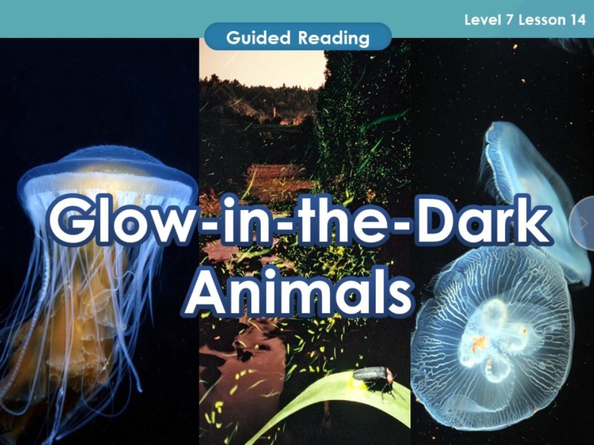 Guided reading lesson plans for K-12 teachers, featuring glow-in-the-dark animals.